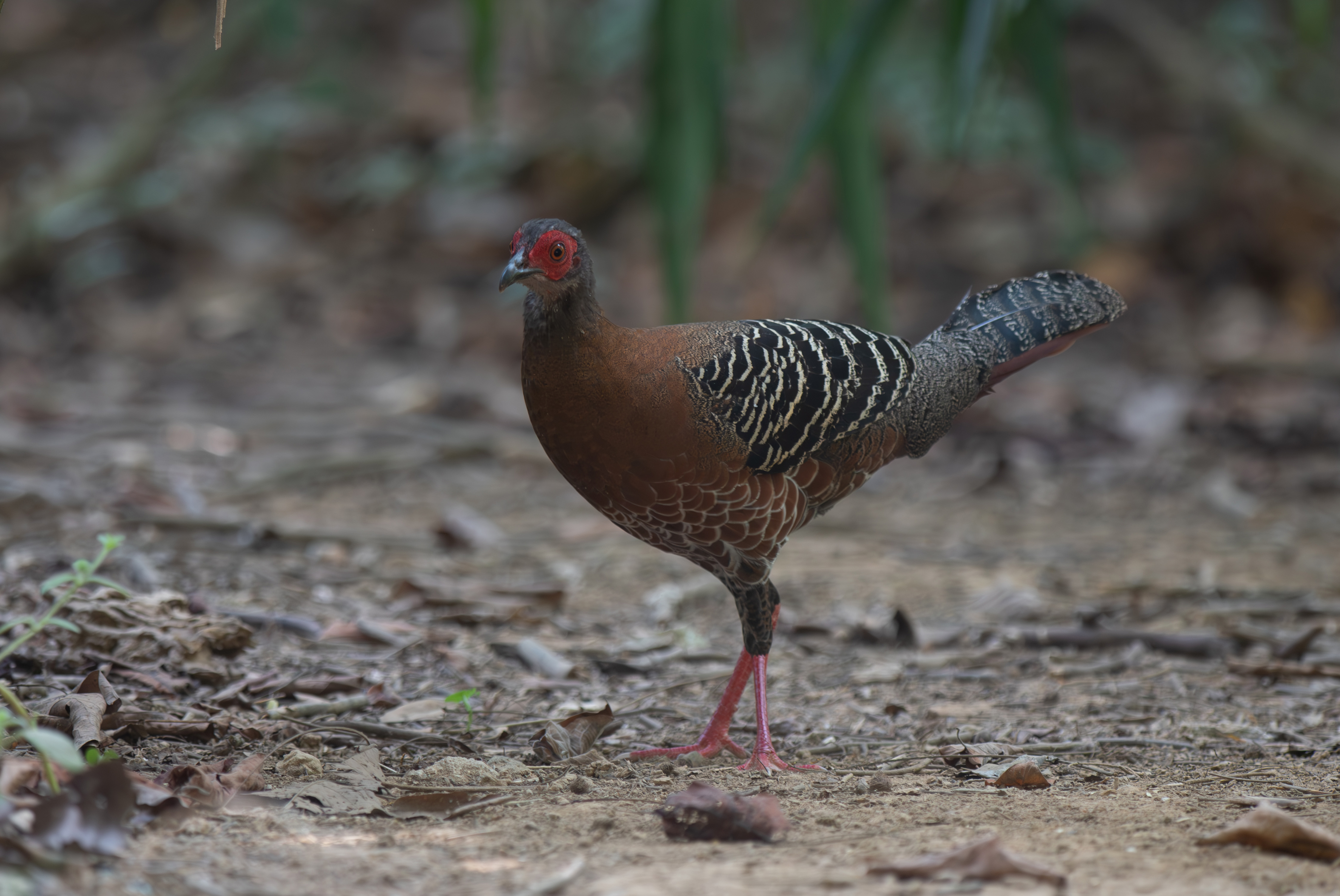 Siamese Fireback